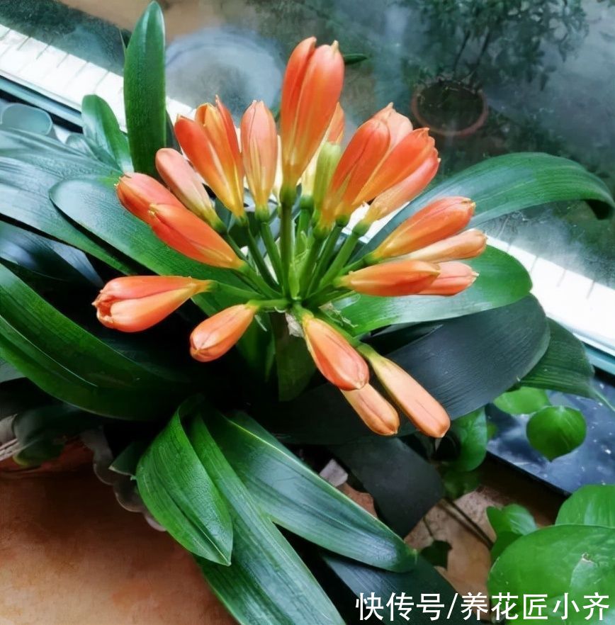 新手|君子兰烂根是什么原因？新手养兰要避免4点，根壮才能长势旺