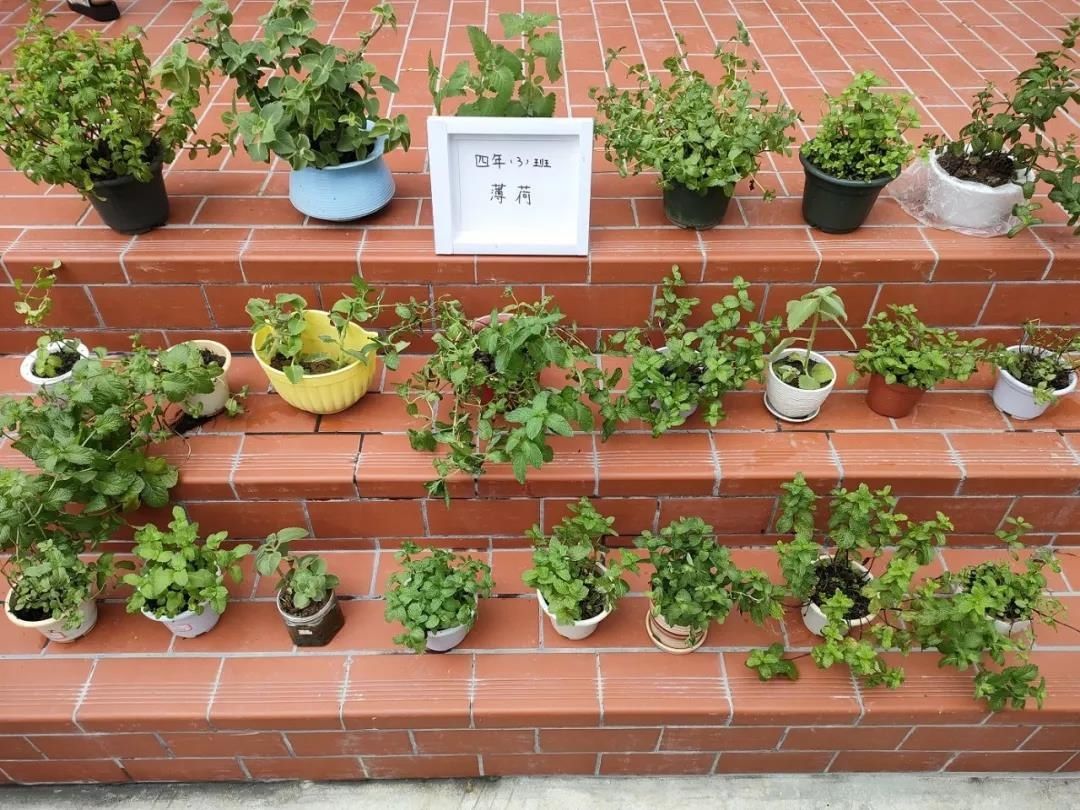 漳州市岳口小学|菁菁校园百草香---漳州市岳口小学被确定为全省中医药文化教育试点