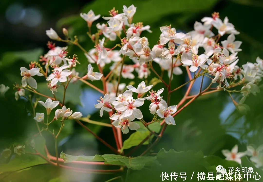 人间四月芳菲尽，梧桐花开正当时