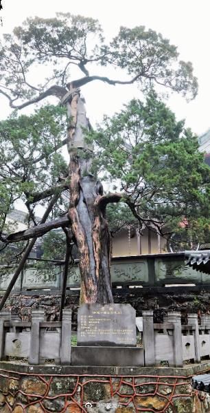 天童寺1260岁唐柏经救治后复荣