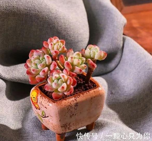 想要多肉劳尔香味浓郁长满盆,3件事做好了,冬天变成香过冬