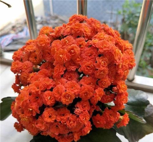 长寿花开败后,给它“理个发”,喂点大补肥,还能再开一茬花!