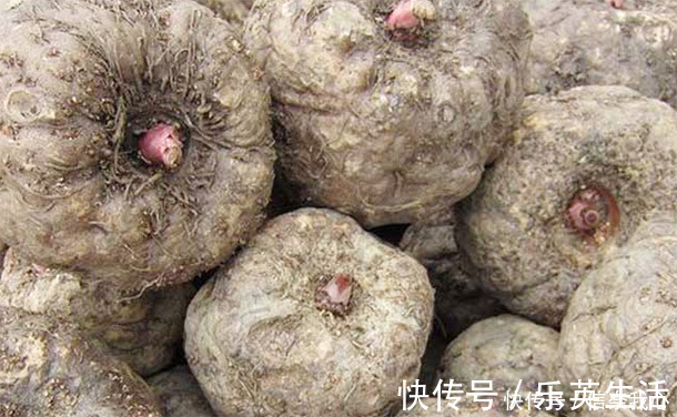 长寿|糖尿病“福音”,别嫌它丑,是“天然胰岛素”,常吃血糖稳易长寿