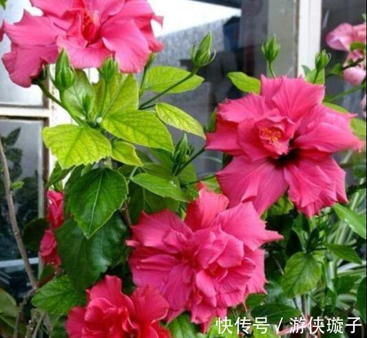 9种“勤劳花”,别名“天天开”,365天花不断,也不怕累坏了