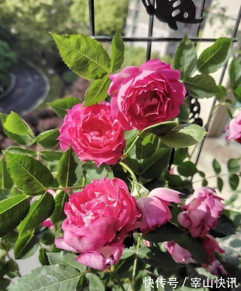 月季小苗一根杆，学个“小技能”，明年变老桩，枝繁叶茂开满花