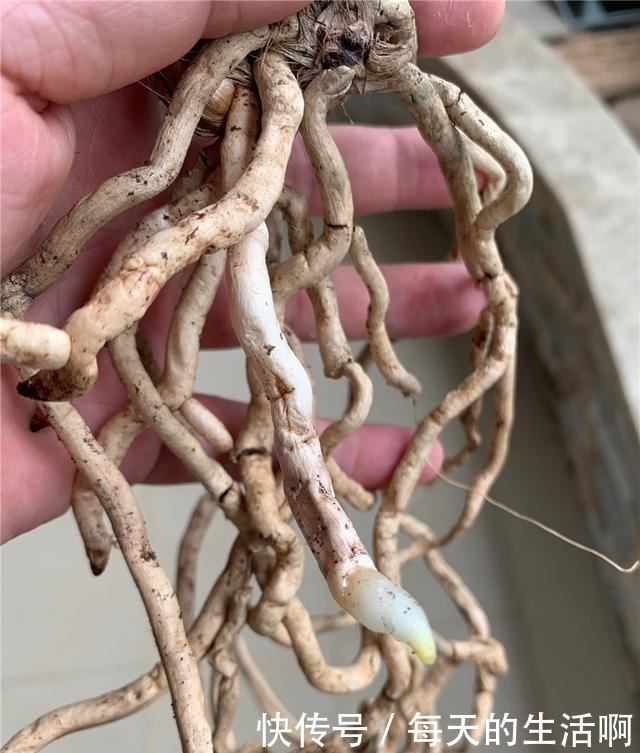 厨房这1料,养兰“特有效”,一洒一喷,兰花生根快,新芽蹿不停!