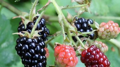 黑莓|女人不想老的快,脸上爬满皱纹,3种食物,保护心血管,抗衰老