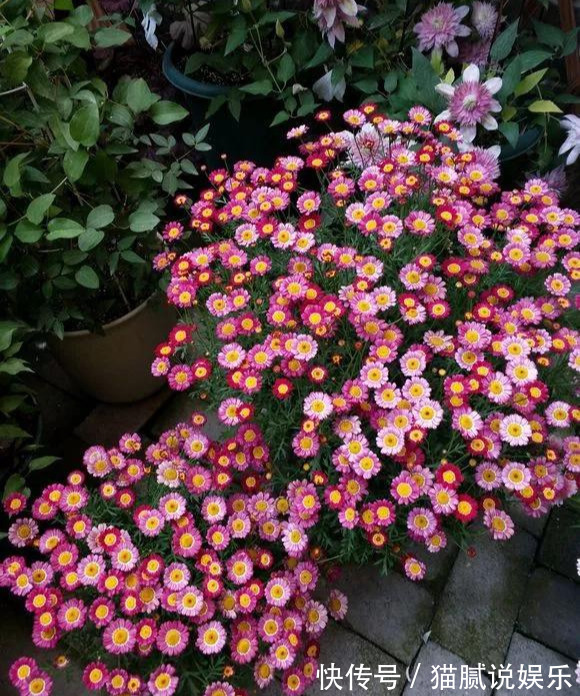 这9种花园，随便1个都美上天了，有一种这辈子就满足了！