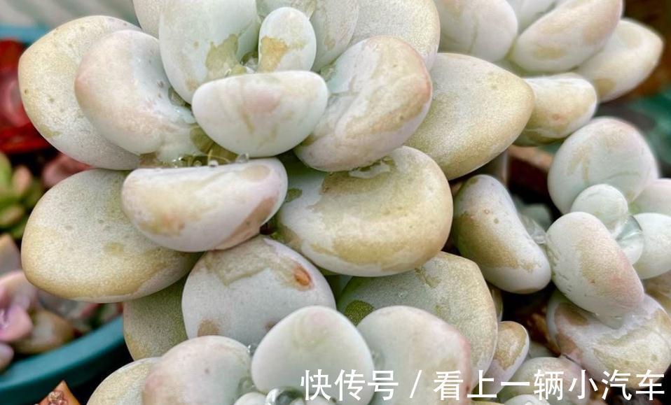 分享一些品种的养护技巧,赶紧收藏,刷过了就找不到啦