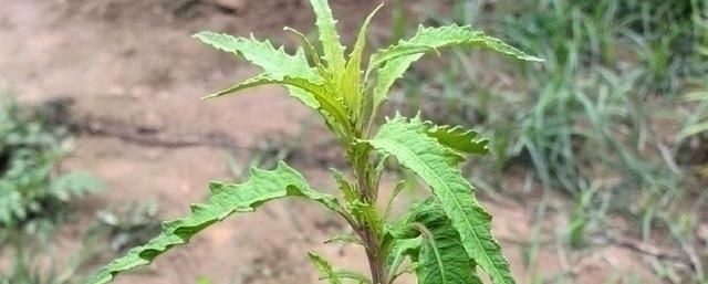 蛲虫病|得了“脚气”奇痒无比别慌,农村一常见野草,用它煮水帮您搞定