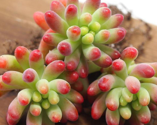 多肉果冻乙女心怎么养教你3个小妙招,果冻乙女心饱满又剔透