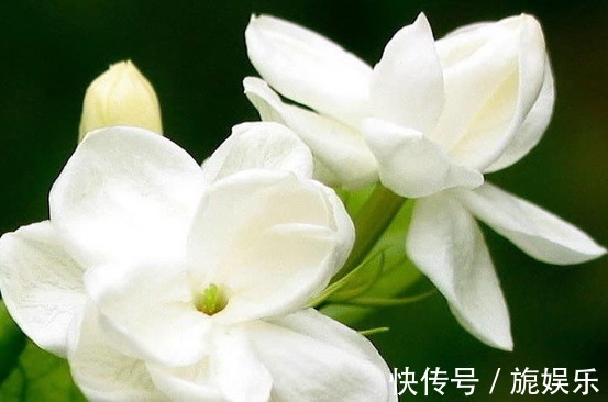 开花|浇水才能爆盆,这些花卉,浇水越多,开花就越旺,花朵美艳又迷人