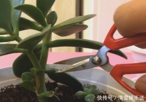 光头|10月玉树“剪光头”,20天冒出“一堆”新芽,变成老桩超漂亮