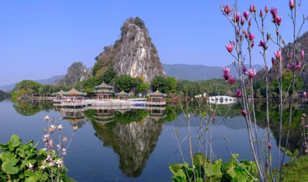 知识|七星岩玉堂春、宫粉紫荆踏春而至，美出新高度！