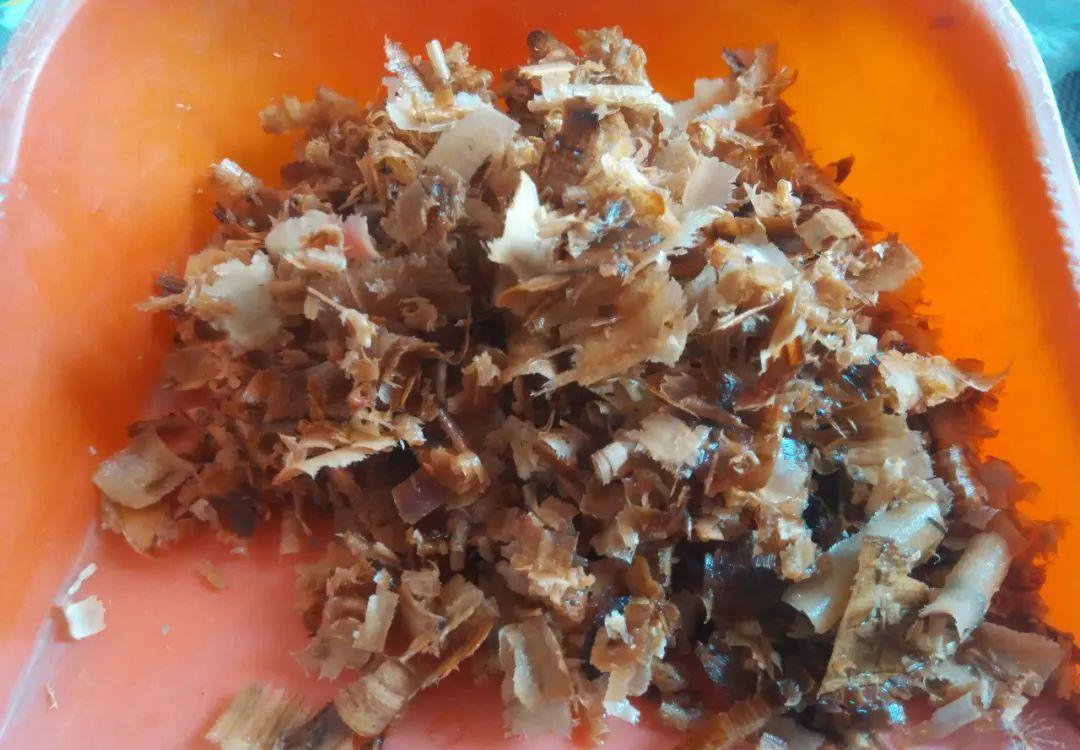 花盆|君子兰种子催芽很容易,只需简单操作几步,很快收获一盆苗儿