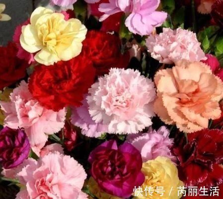 养花就养个花期长的，花大色艳，堪称是开花机器，养在阳台极美了