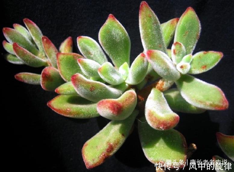 多肉锦晃星可以淋雨吗当然可以,不过有两种情况建议最好别淋雨