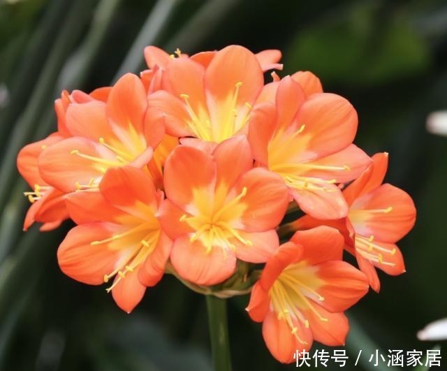 君子兰|君子兰为什么会夹箭,君子兰夹箭了怎么办,别慌,我来告诉你!