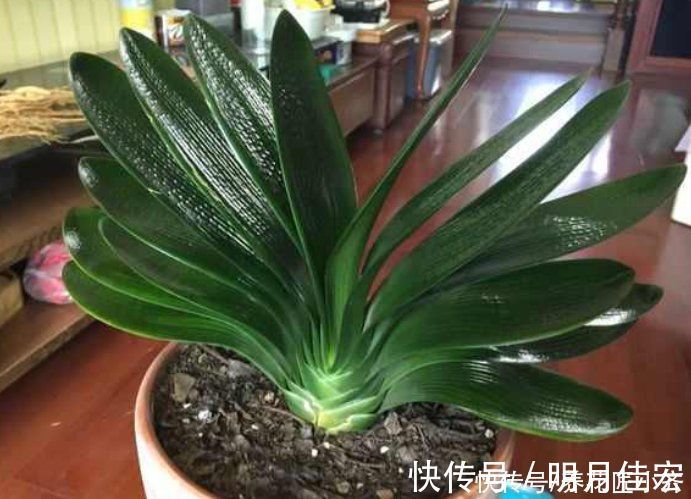 君子兰越养越难看?掌握这3个小技巧,叶片整齐油亮,侧看一条线