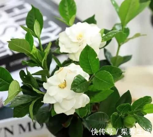 指甲花|4种漂亮花,花朵大、花期长,一年四季开花不断,一开就是300多天