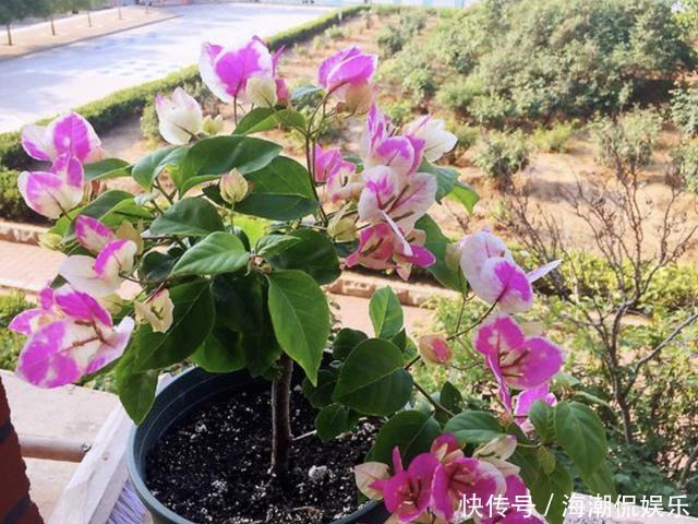 阳台上|三角梅在花期“开花少”,将“4点”把握好,开花99朵,变花树!