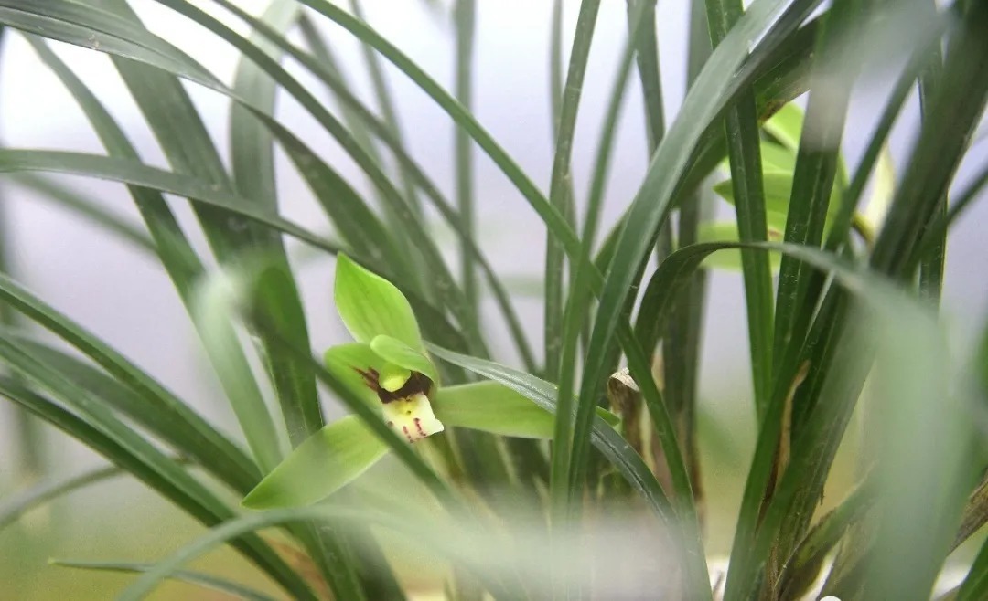 叶片|养兰花如何用好磷酸二氢钾,这几个小妙招,非常实用