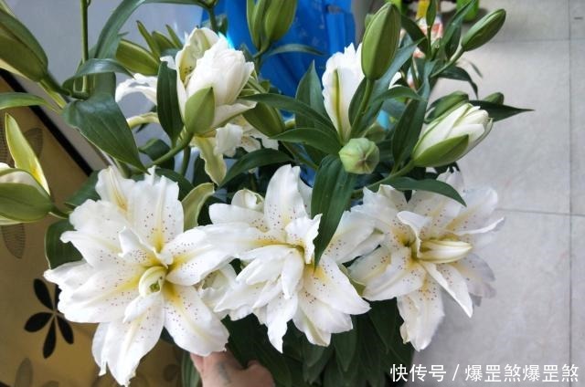 最好养的花之一，丢土里就能活，开花早，花香飘满室，适合新手养！