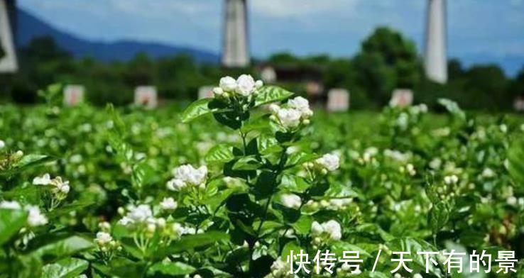 茉莉花|家里养4种花,赶紧喂点大补肥,30天开出一片花海