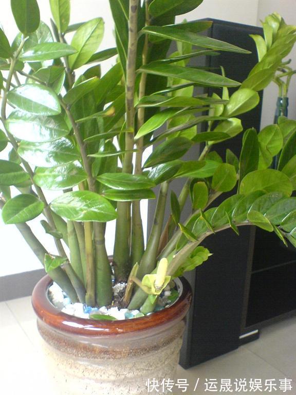 5种“有钱花”,满盆“铜钱叶”,越养钱越多,有钱人家都爱养它