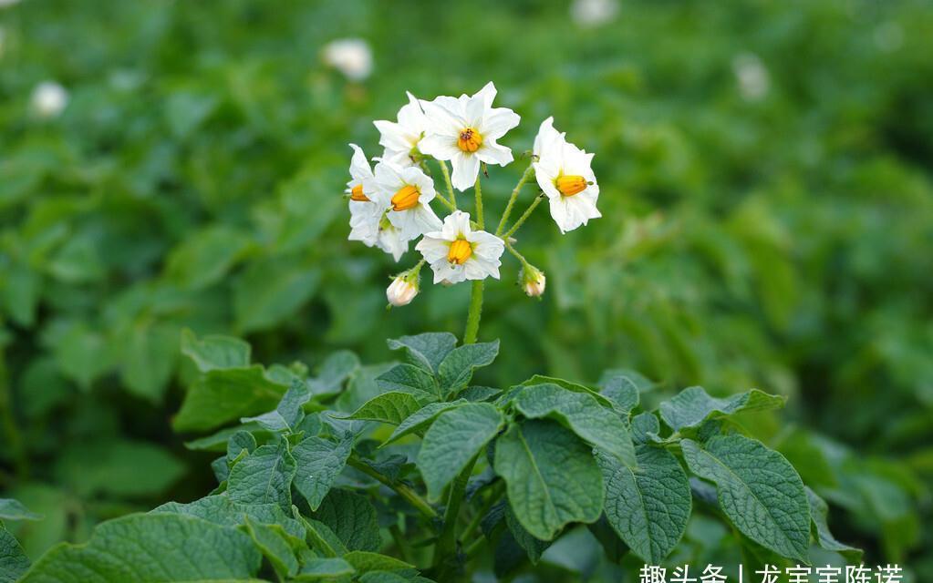 龙宝|农村里随处可见的6种野菜，第5种很多人都没吃过，网友：想试试