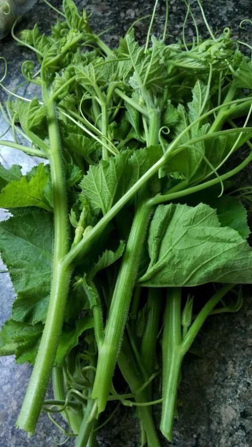 南瓜藤|这种瓜藤不要再扔了，营养比瓜强百倍，可惜好多人不懂