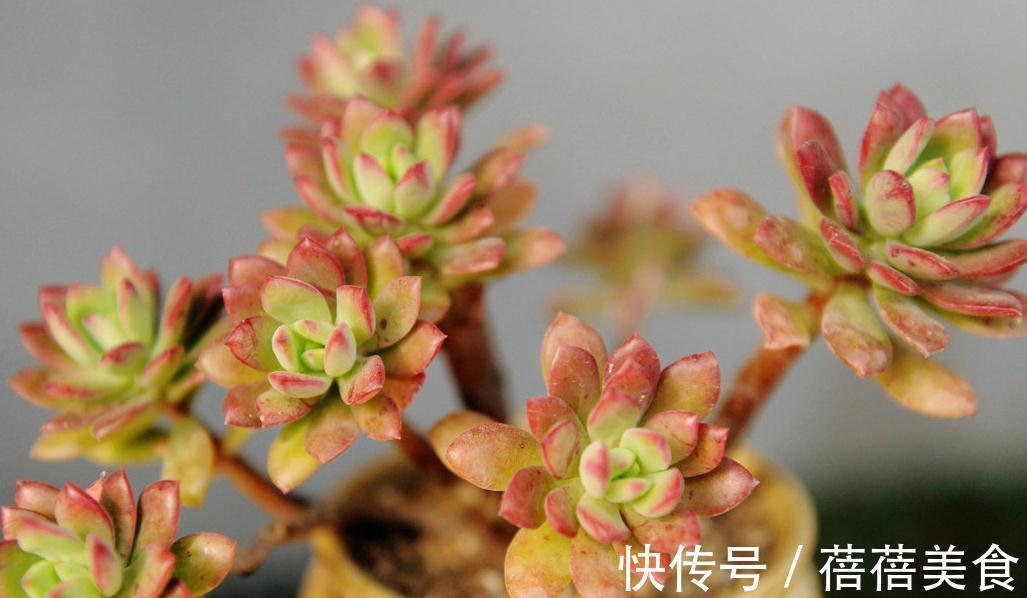 养多肉这样修根上盆,服盆快长得胖,更容易养出状态