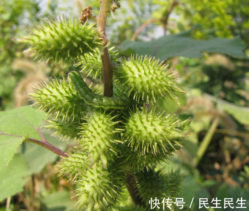鼠李糖|山上常见的一种植物“苍耳”,用来泡酒有什么奇特功效