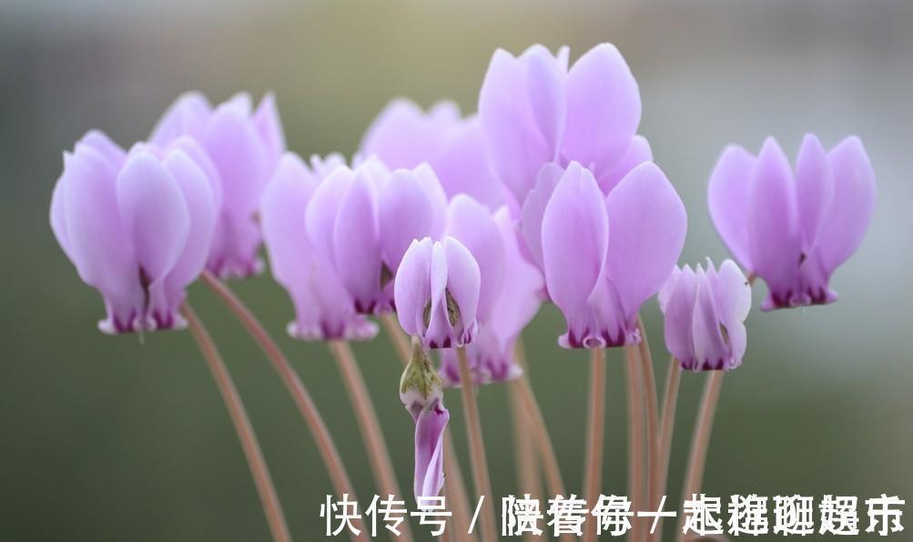 叶片|家中养一盆，有“灵气”的植物，油绿旺盛，招财旺家，平安，康健