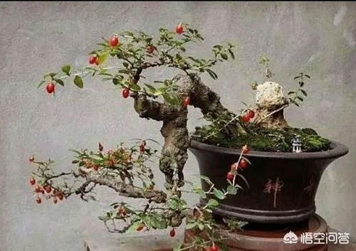 带刺枸杞可以做盆景吗?