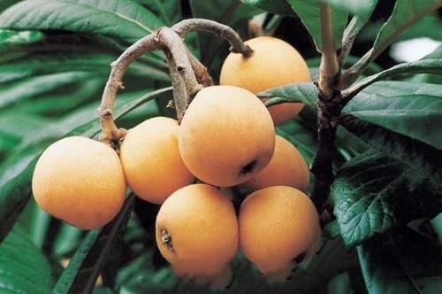 山丁子|养生排毒的好食物，不可错过，止咳平喘，活血化瘀，吃了显年轻