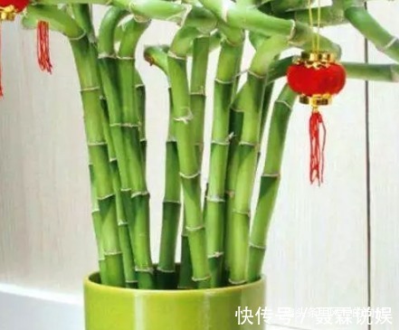 这三种绿植堪称植物界的吸油烟机，厨房放一盆，好看又健康