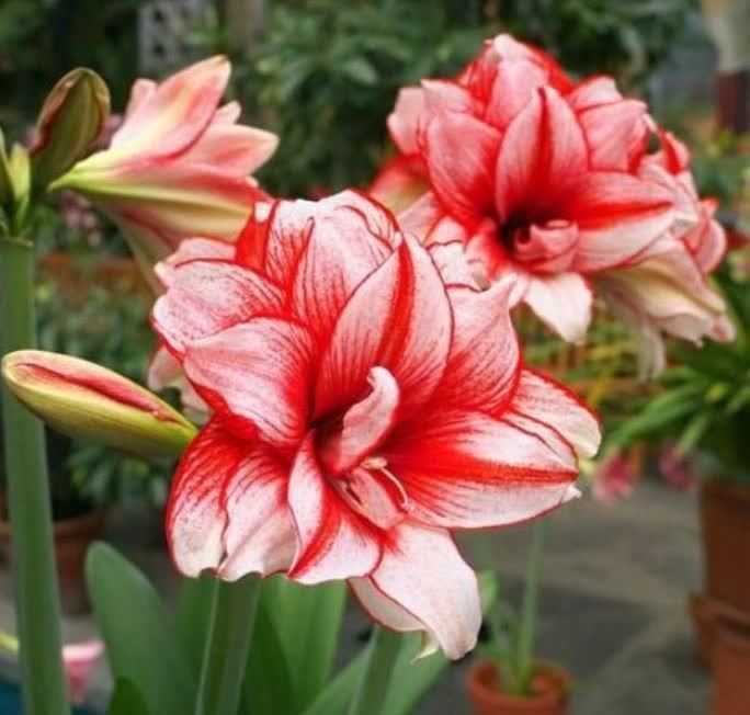 4种花养在家里,一整年都有好运气,浇水就疯长,开花爆盆很容易