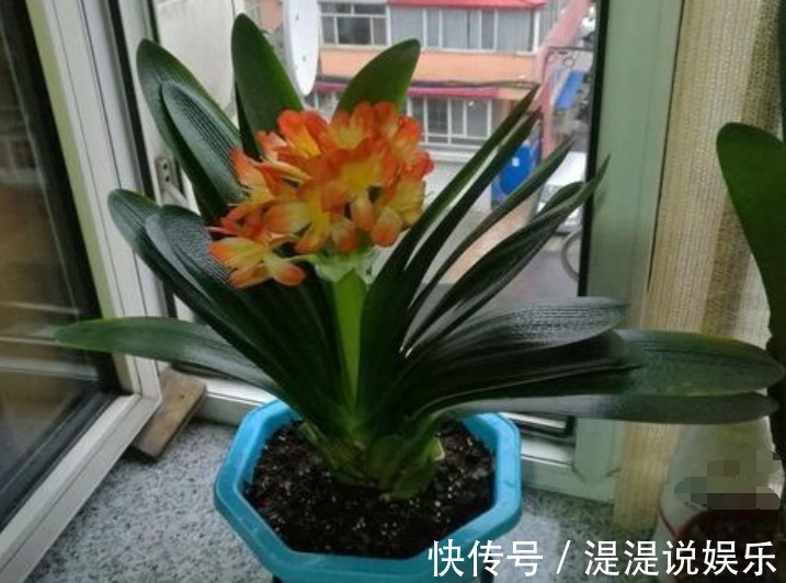 花友|3种花“爱吃醋”,立秋后1个月喂“1杯”,叶油绿,花呼呼开!