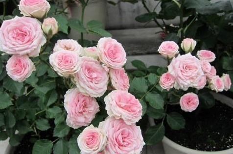 养这“3种花”,7天就要喂点“酸水”,不然根烂、花儿落,只剩枝