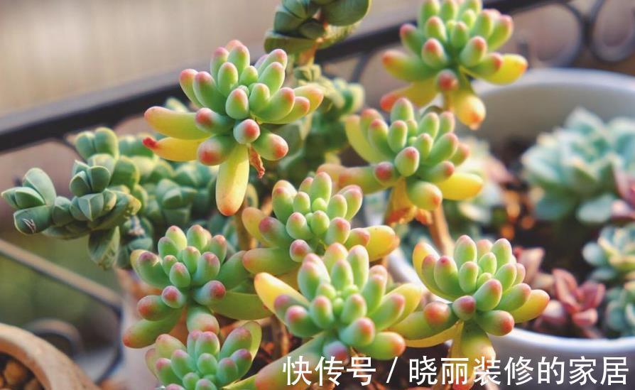 秋天养盆多肉乙女心,叶片红润通透,养成群生小老桩,美极了