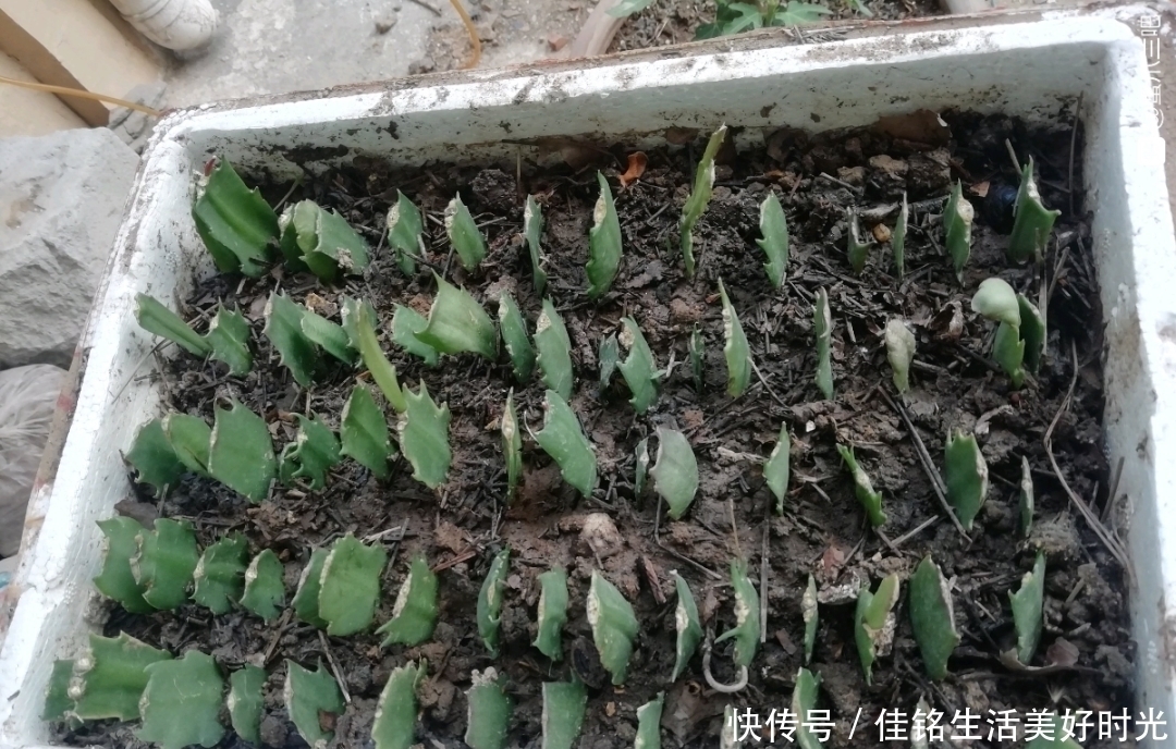 8种花夏天太容易死,现在赶紧扦插,死了也不心疼