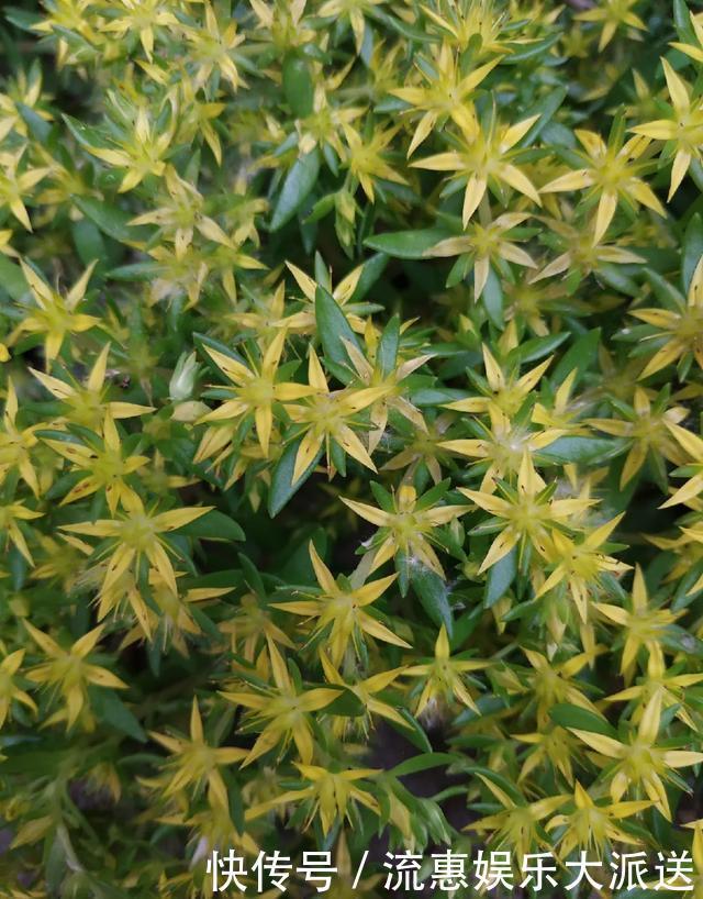 真正的花坚强，墙缝、地缝都能长，开花特别旺！