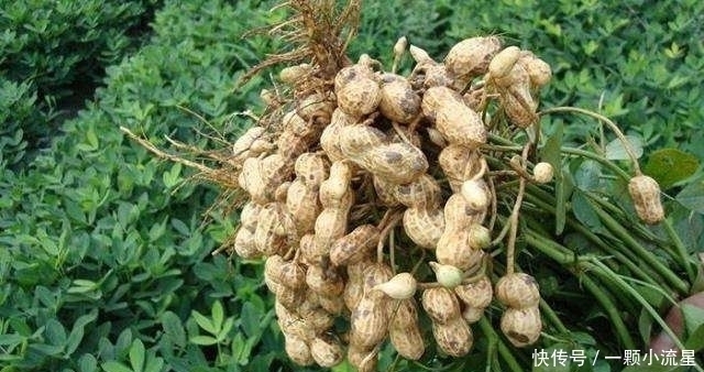 愛吃花生的有口福了，和此物同食，降血壓，提高記憶力，誰吃誰好