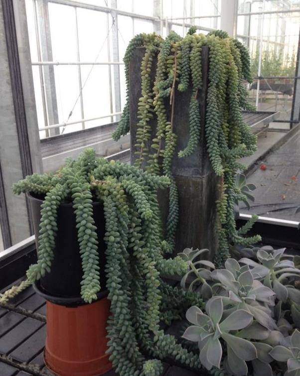 五种多肉,倒吊着,枝条流出花盆,一道“肉窗帘”