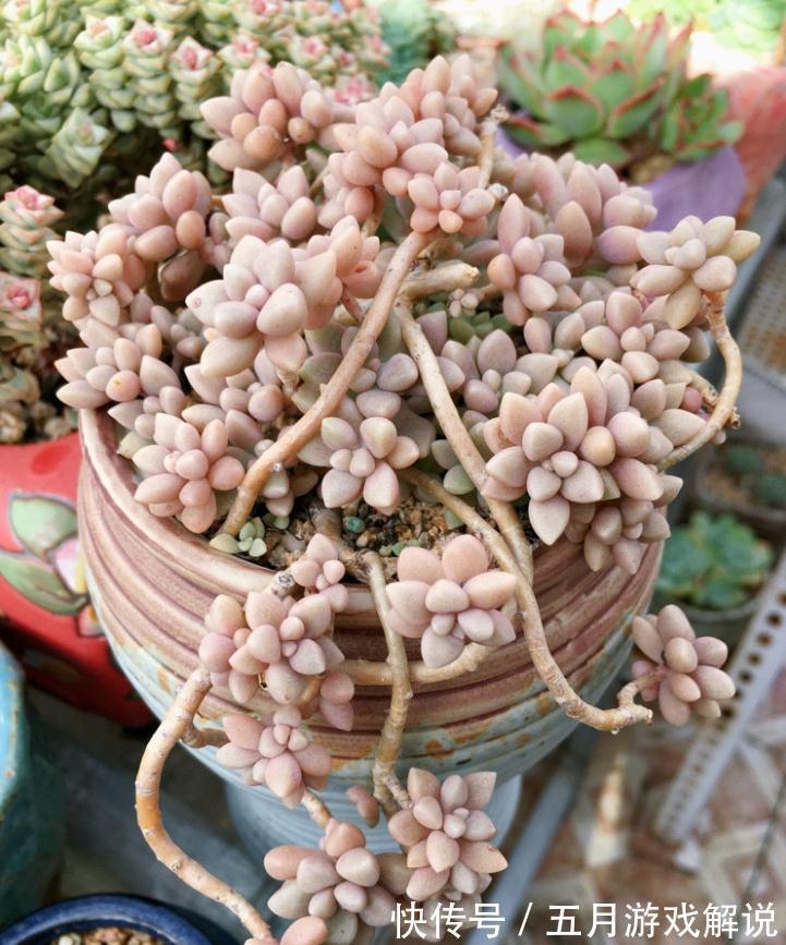 淡雪|推荐新手养的8种多肉,随便一扔都能活,真是新手的福音