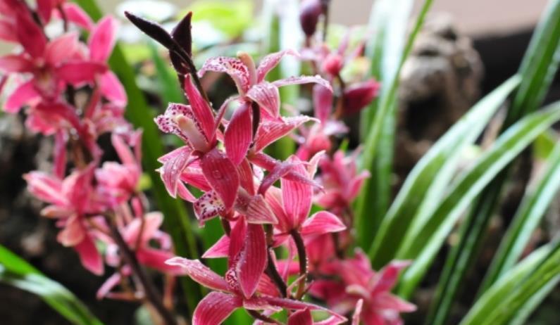 盘点5种“长寿花”,能养很多年,越长越旺盛,开花漂亮还吉利