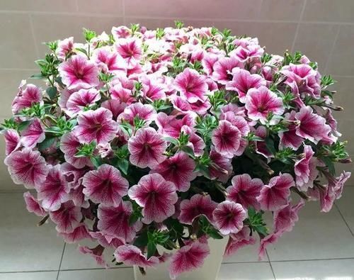 花卉|晒不死,热不死的花,此5种越晒花越开,一开半年