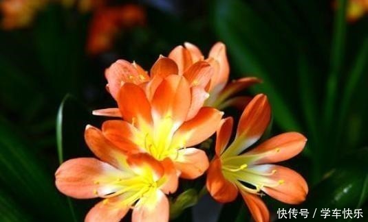 疯长|要想短时间让君子兰疯长不停,花开富贵,就用“它”,超级好用!