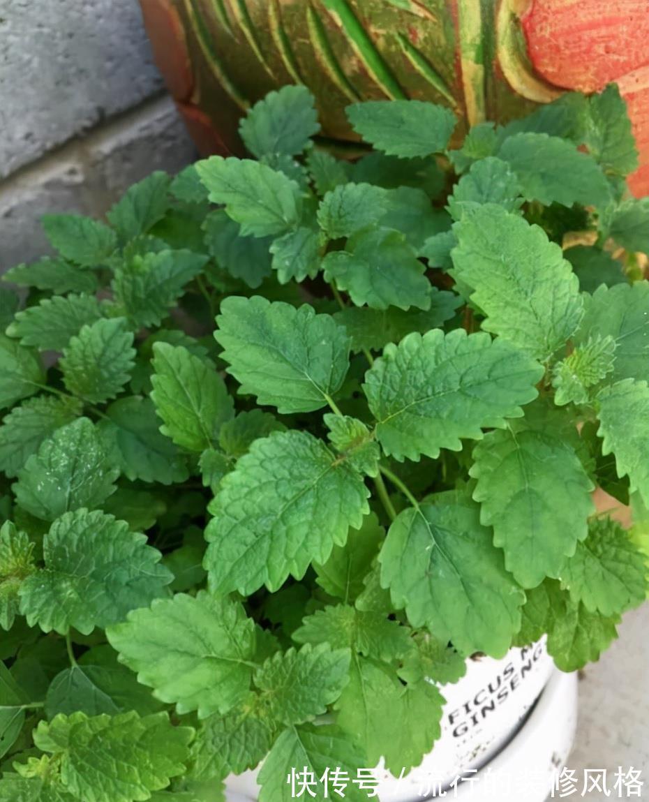 全家|5种香花,家里养一盆,好看还“养人”,全家都健康